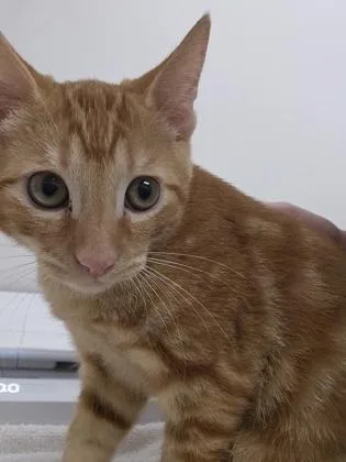 A baby small-sized male Domestic Short Hair cat named Peter Parker for adoption in Sacramento, CA
