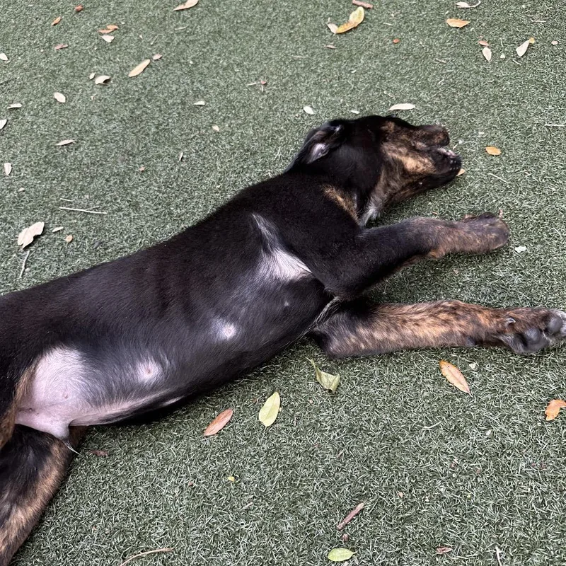 A baby small-sized male Black Rottweiler dog named Grackle for adoption in Austin, TX