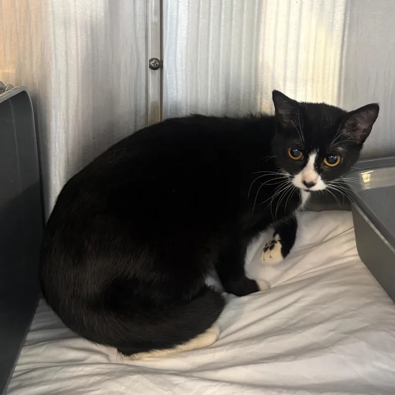 An adult medium-sized female Domestic Short Hair cat named Sloane for adoption in Manhattan, KS