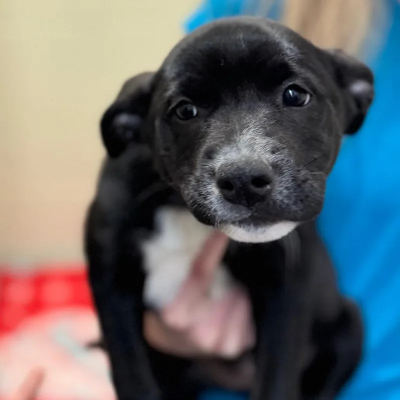 A baby medium-sized female Black Mixed Breed dog named Aisha for adoption in Hendersonville, NC