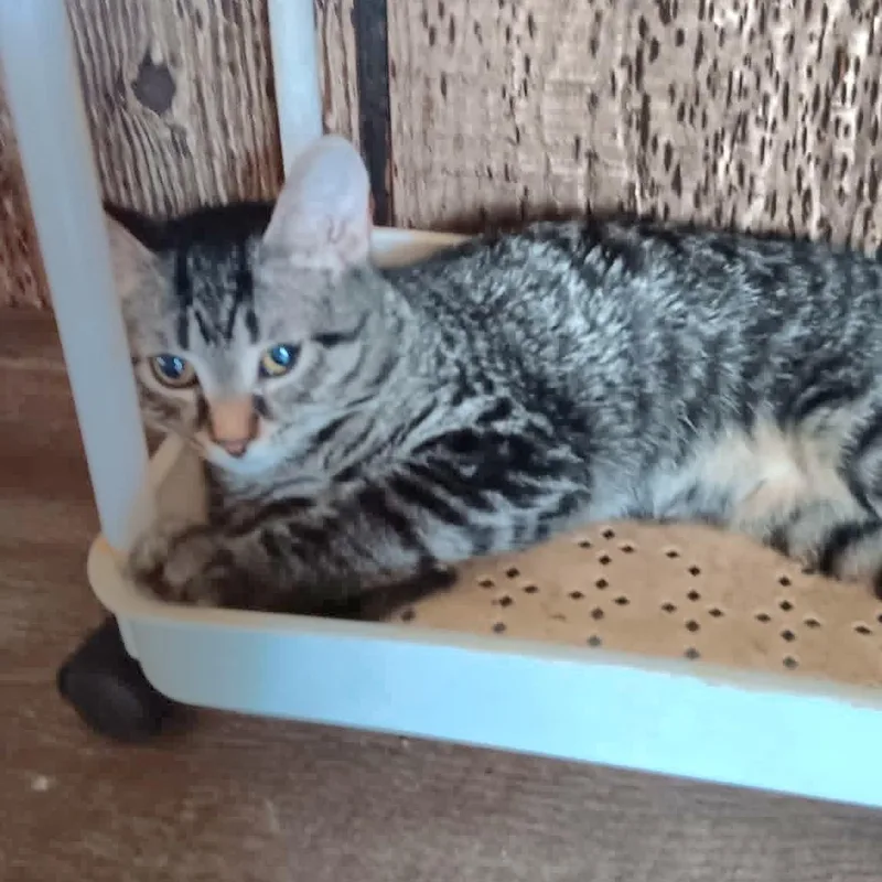 A baby medium-sized female Tabby (Brown / Chocolate) Tabby cat named Bunny for adoption in Kentwood, MI