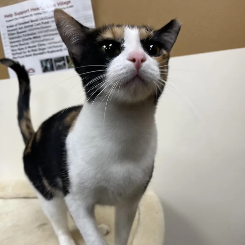 Paradise thumbnail 3