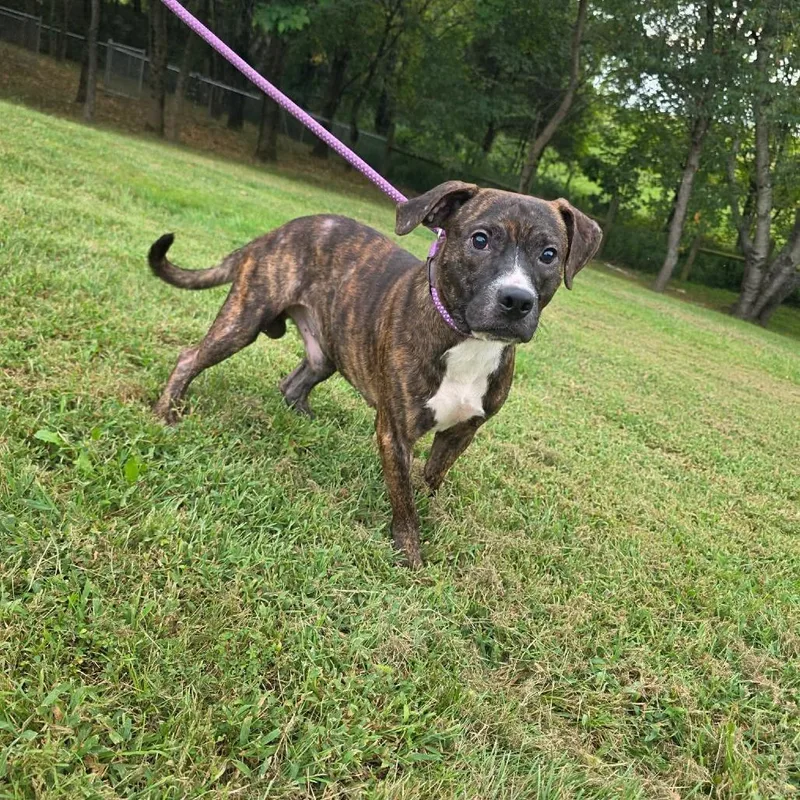 A baby small-sized male Mixed Breed dog named Rockwell for adoption in Jackson, MO