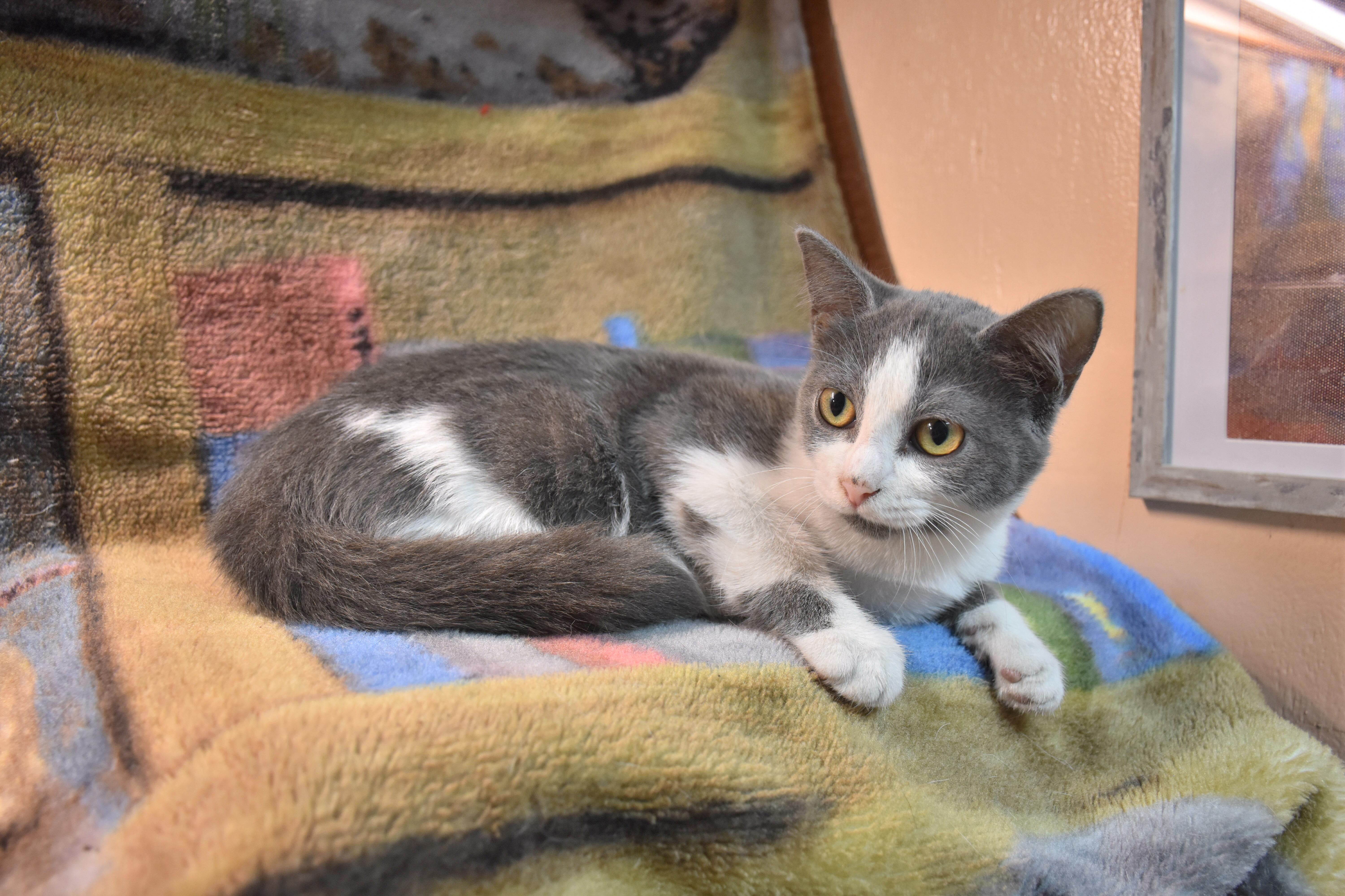 A baby small-sized female Gray & White Domestic Short Hair cat named Justice for adoption in North Judson, IN