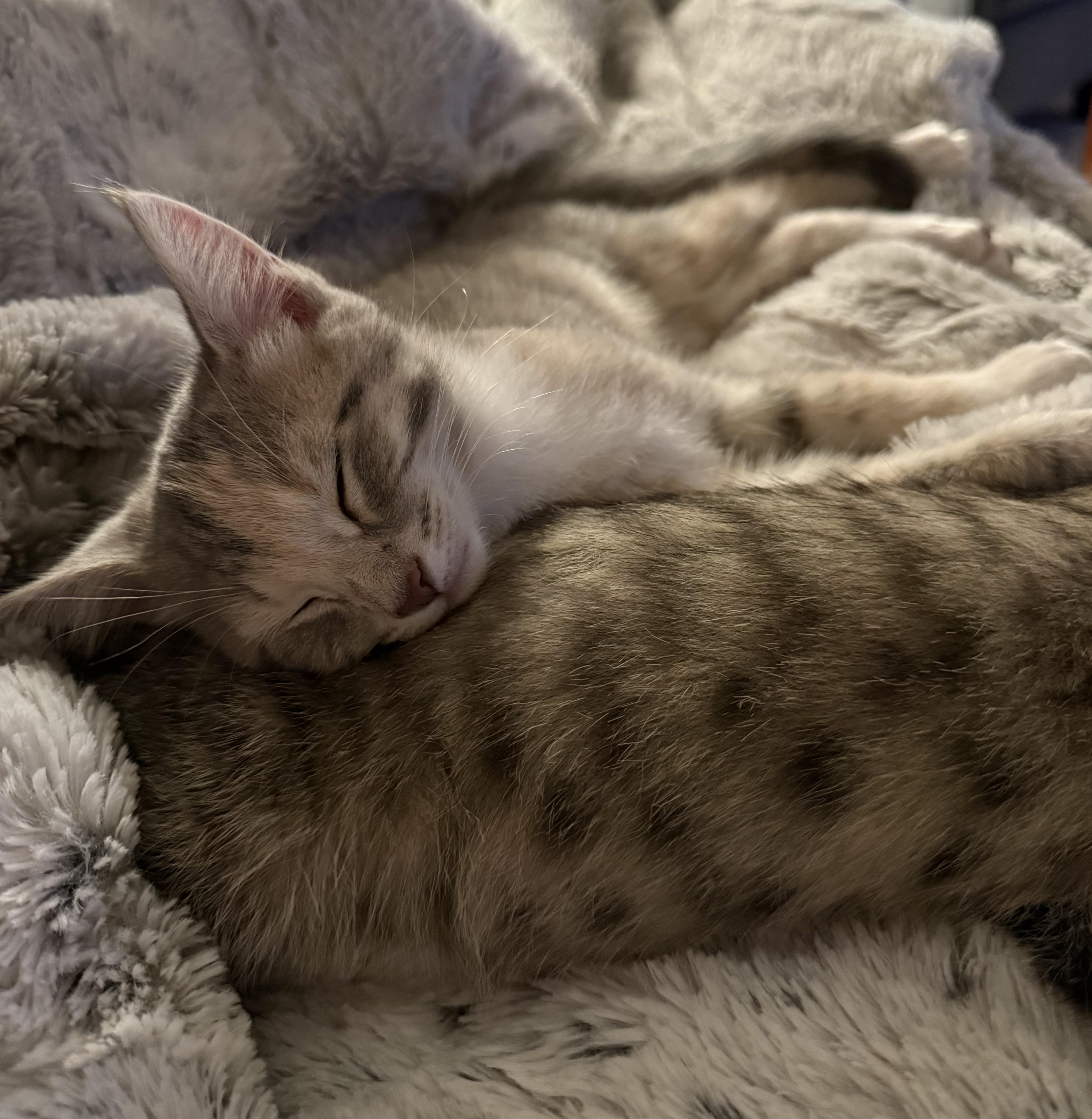 A baby medium-sized female Dilute Tortoiseshell Domestic Short Hair cat named Pinewoodand Oakwood for adoption in Columbus, OH