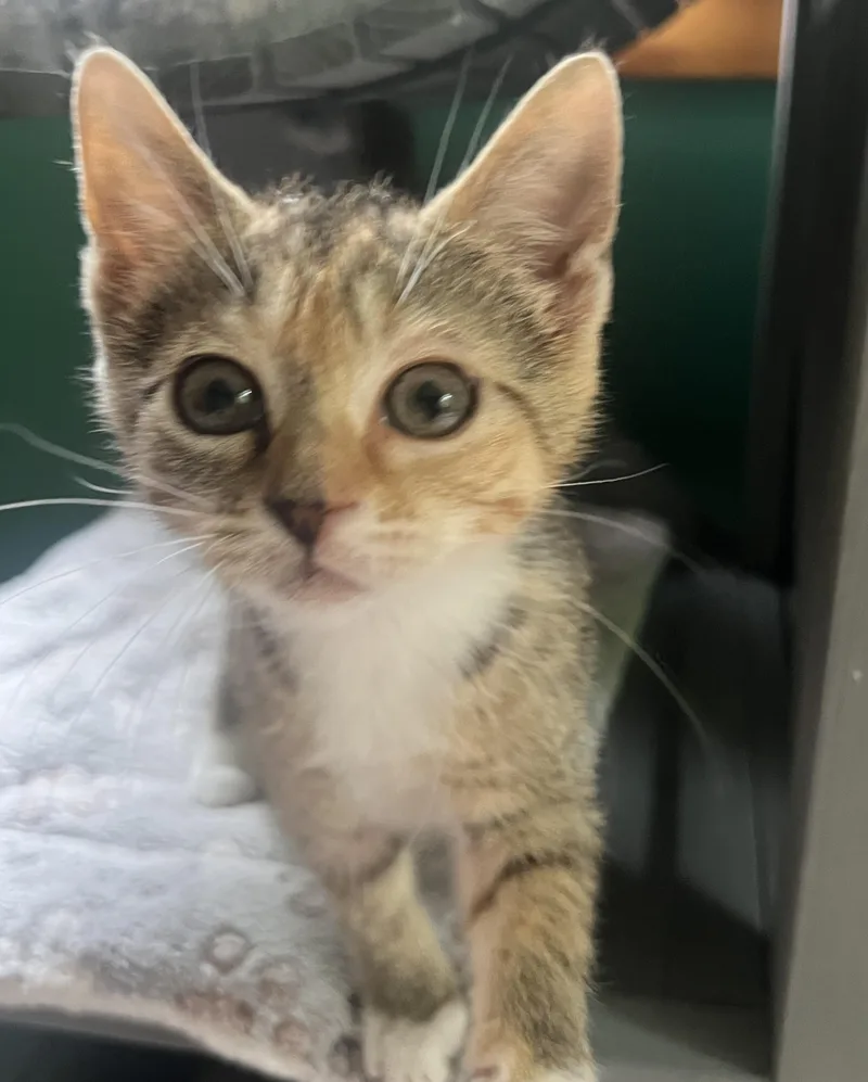 A baby medium-sized female Torbie Domestic Short Hair cat named Kelpie for adoption in Breinigsville, PA