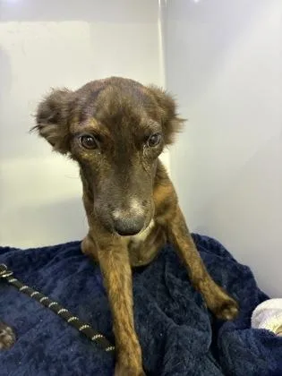 A baby medium-sized female Shepherd dog named Crayola for adoption in Gainesville, FL