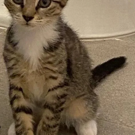 An adult medium-sized female Gray / Blue / Silver Domestic Short Hair cat named Duchess for adoption in Aldie, VA