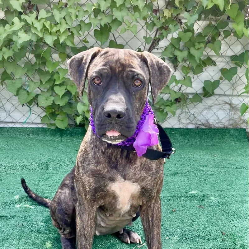 Flamingo thumbnail 3