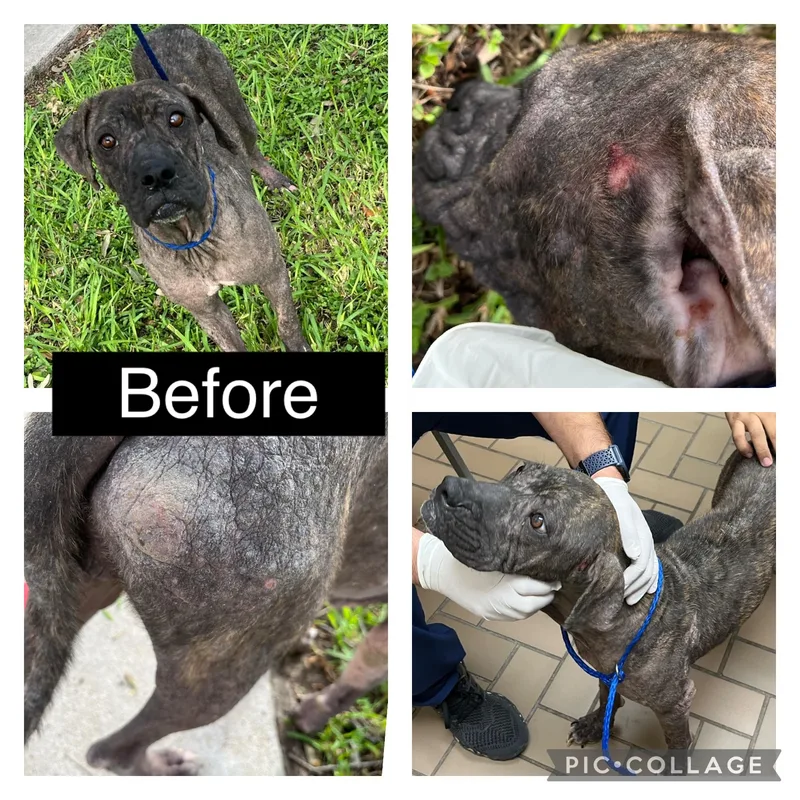 Flamingo thumbnail 5