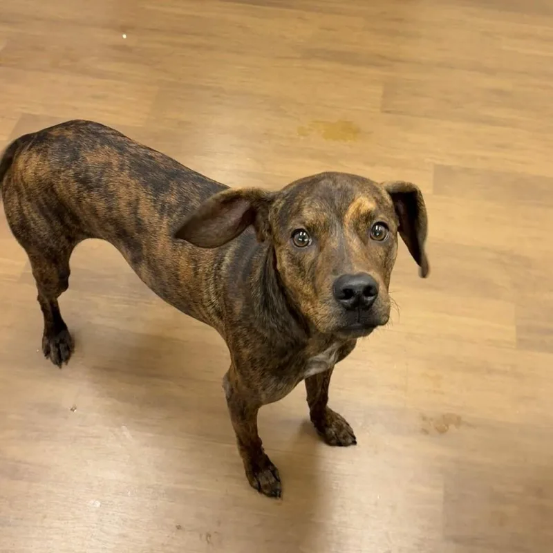 An adult medium-sized male Brown / Chocolate Catahoula Leopard Dog dog named Michael for adoption in Beaumont, TX