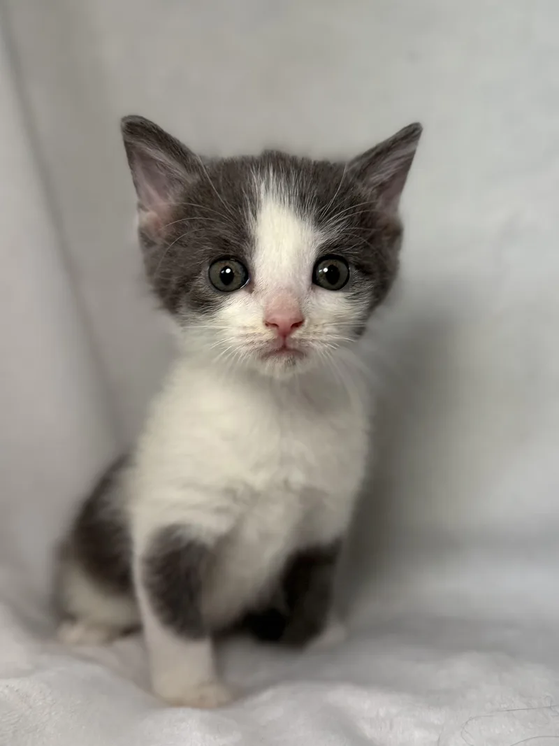 A baby medium-sized female Gray & White Domestic Short Hair cat named Virginia Woolf for adoption in Greensboro, NC