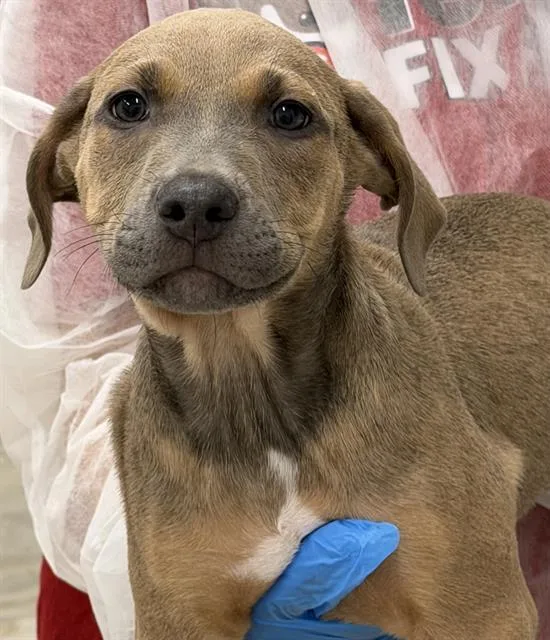 A baby small-sized male American Staffordshire Terrier dog named Kai for adoption in Canfield, OH