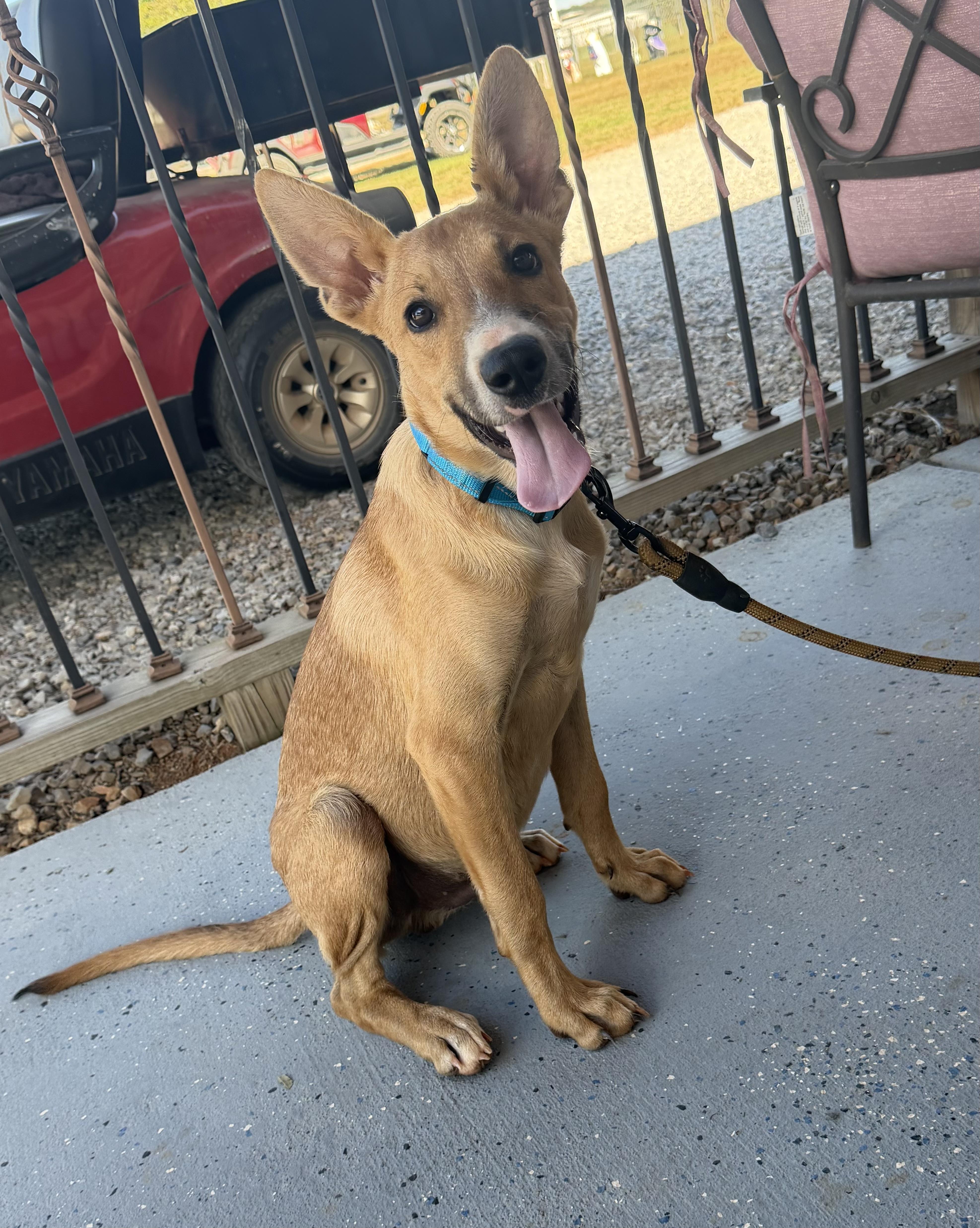 A baby medium-sized male Yellow / Tan / Blond / Fawn Labrador Retriever dog named Yoda for adoption in Calera, AL