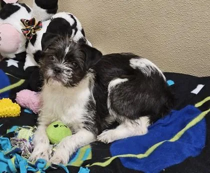 A baby small-sized female Mixed Breed dog named Stardust for adoption in Pleasanton, CA
