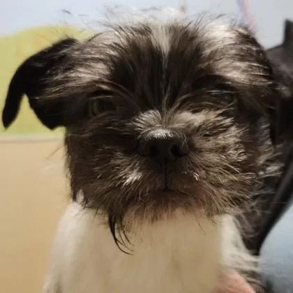 Stardust thumbnail 2