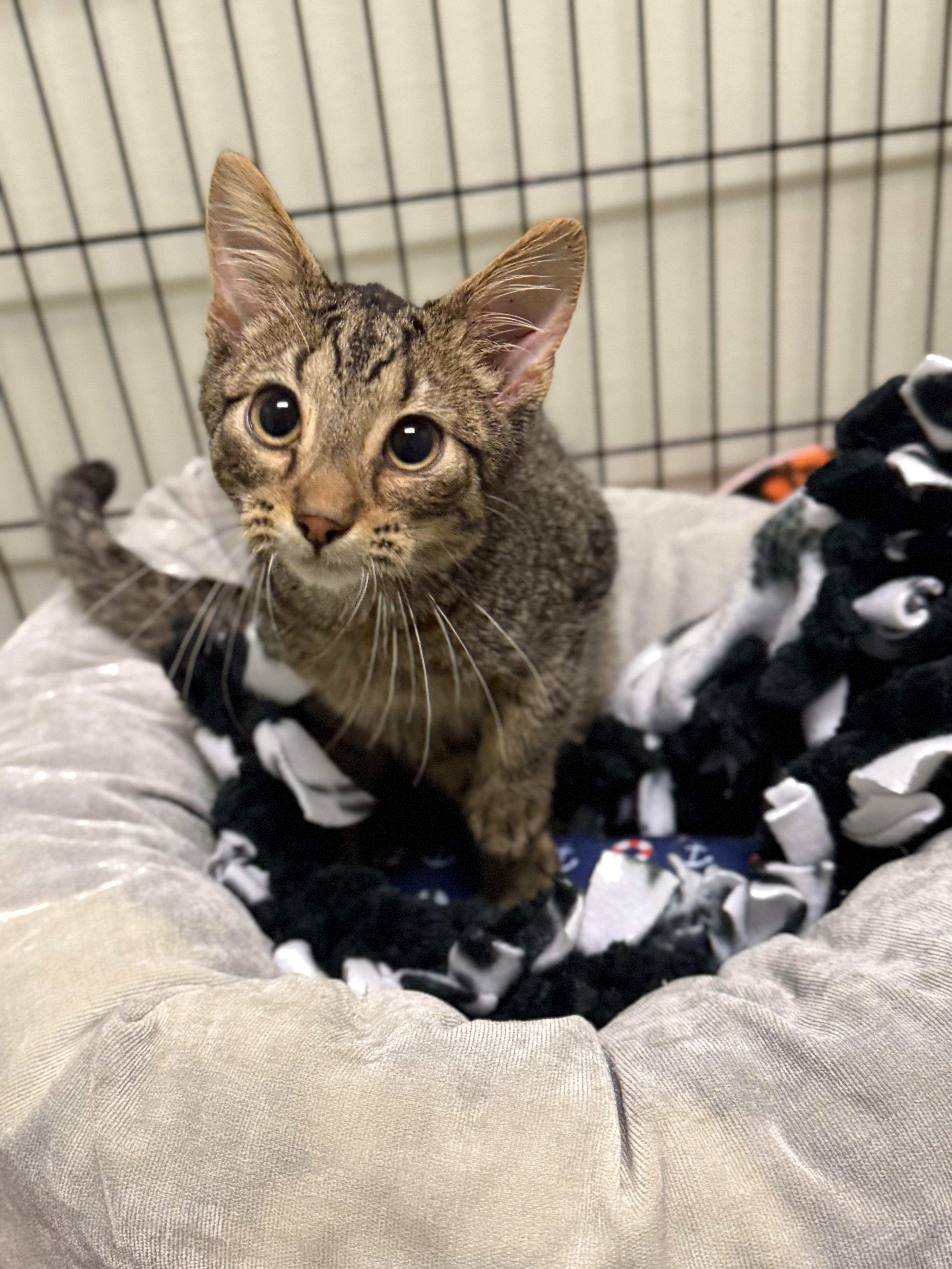 A baby medium-sized male Tabby (Brown / Chocolate) Domestic Short Hair cat named Arty for adoption in Dodgeville, WI