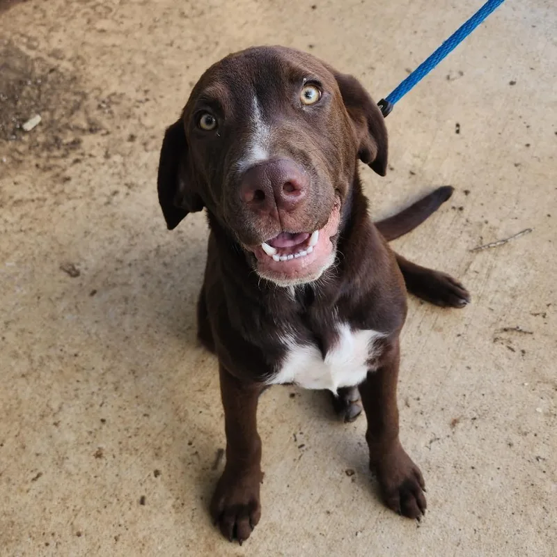 A young large-sized male Brown / Chocolate Labrador Retriever dog named Sundance for adoption in Denison, TX