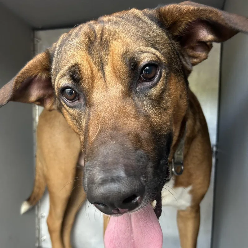 An adult large-sized male Brown / Chocolate Shepherd dog named Sweetie for adoption in Greensboro, NC