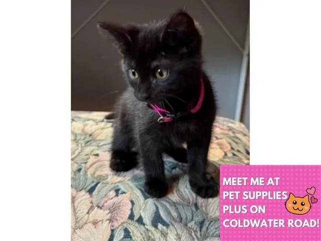 A baby small-sized female Domestic Short Hair cat named Salem for adoption in Fort Wayne, IN