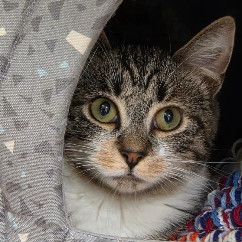 A young small-sized female Domestic Short Hair cat named Jelly for adoption in Ballston Spa, NY