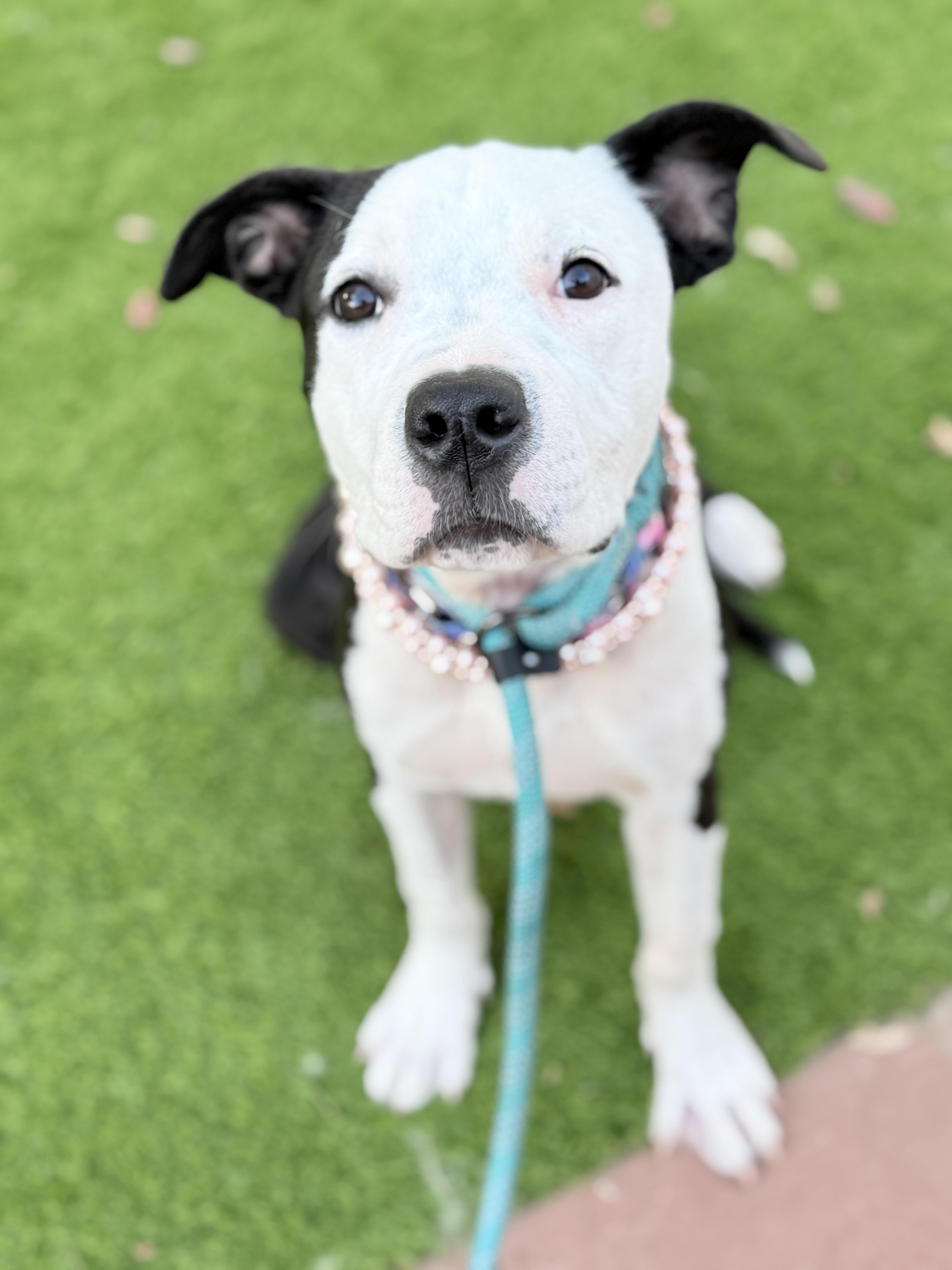 A young medium-sized female White / Cream Pit Bull Terrier dog named Panda for adoption in Riverside, CA