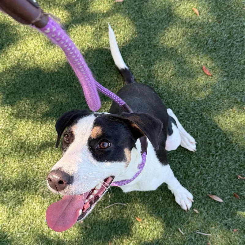 A young medium-sized female Black Hound dog named Slushie for adoption in Naples, FL