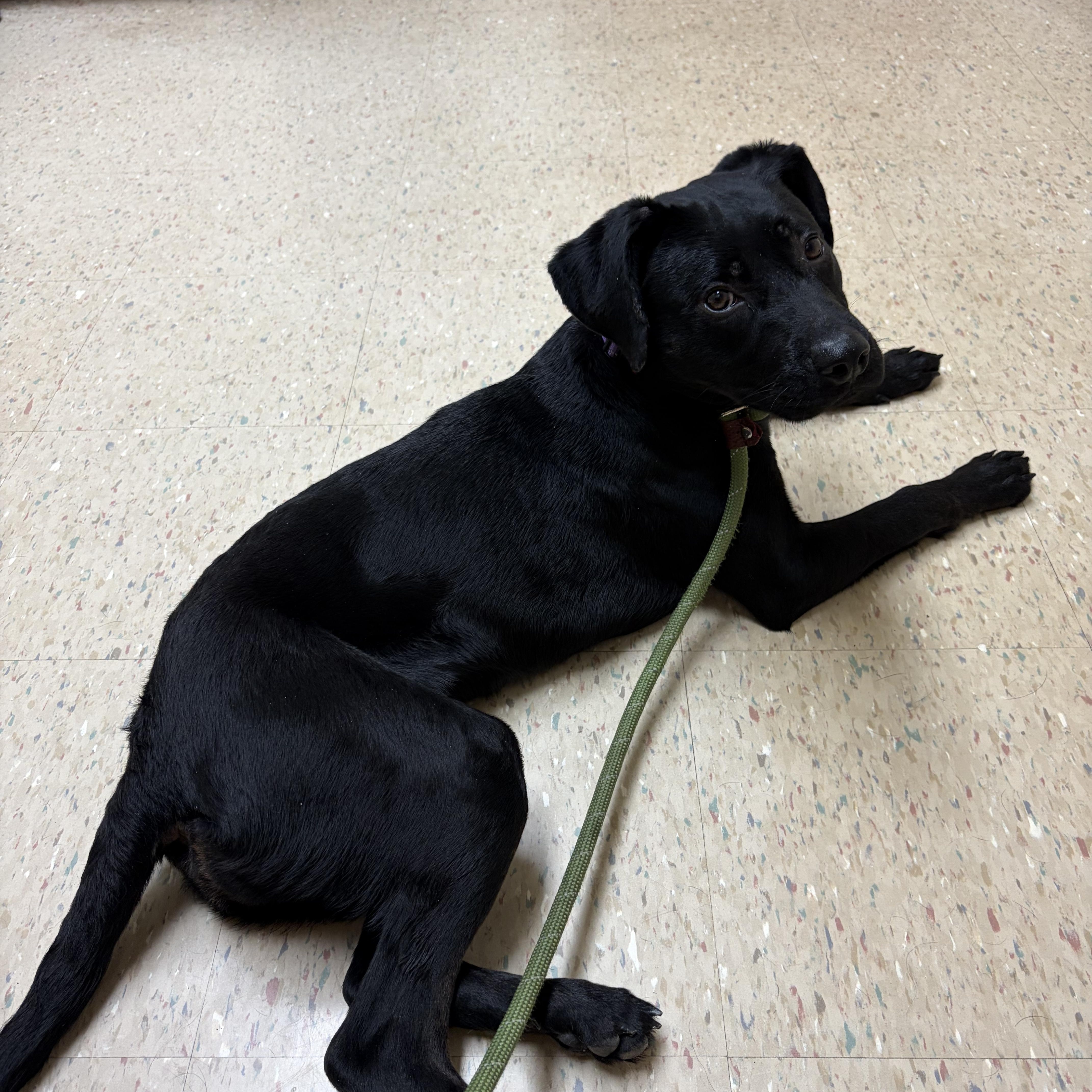 A young medium-sized female Black Labrador Retriever dog named Lucy for adoption in Valley City, OH