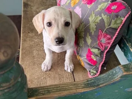 A baby small-sized male Dachshund dog named Phineas for adoption in San Antonio, TX