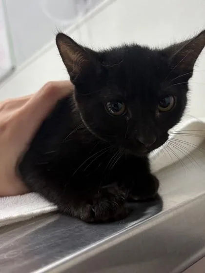 A baby medium-sized female Domestic Short Hair cat named Biscuit for adoption in West Chester, PA