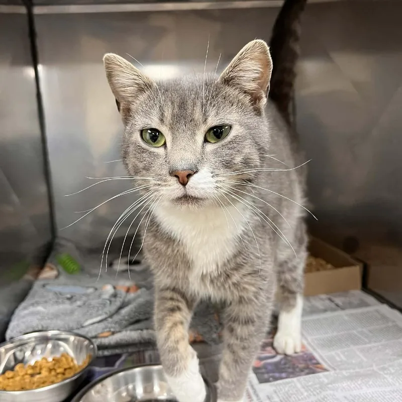 A young medium-sized female Gray / Blue / Silver Domestic Short Hair cat named Svasstray for adoption in Lyndhurst, VA