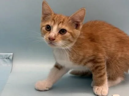A baby small-sized female Domestic Short Hair cat named Nutmeg for adoption in Coon Rapids, MN