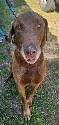 A senior large-sized male Labrador Retriever dog named Justice for adoption in Austin, TX
