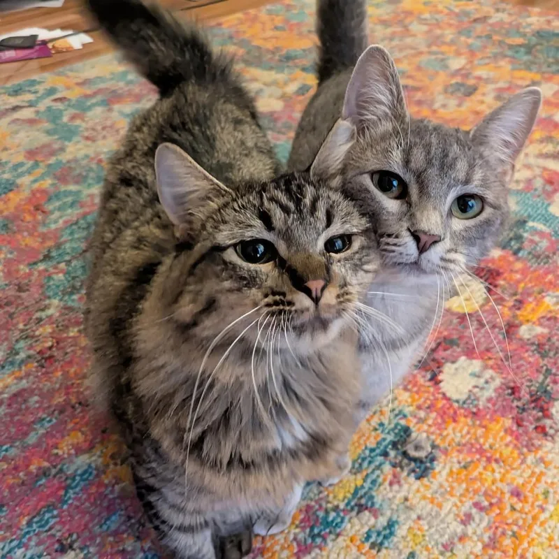 Nessa Rose thumbnail 2