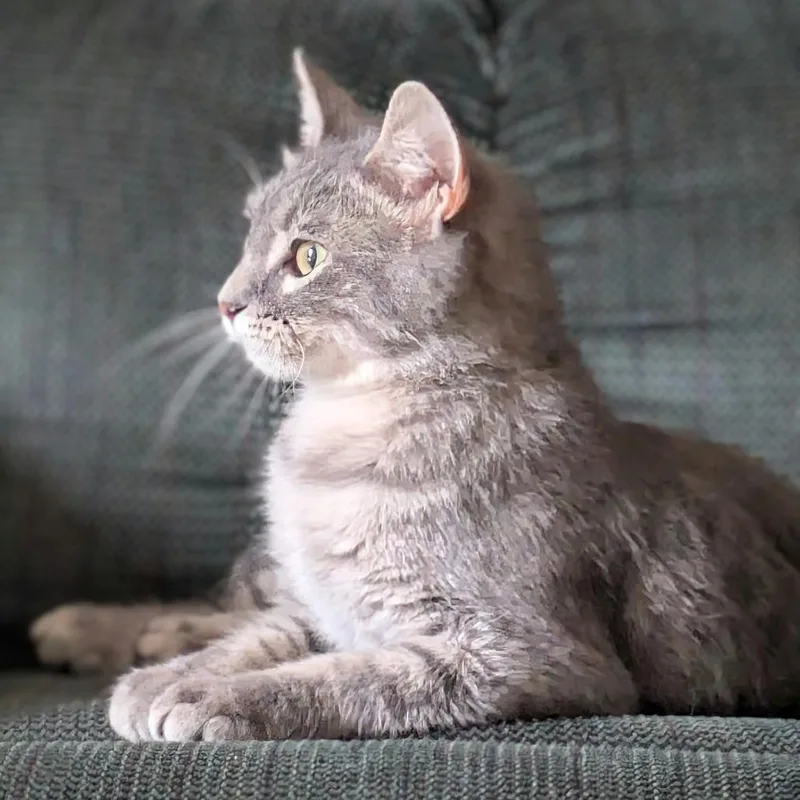 Nessa Rose thumbnail 3