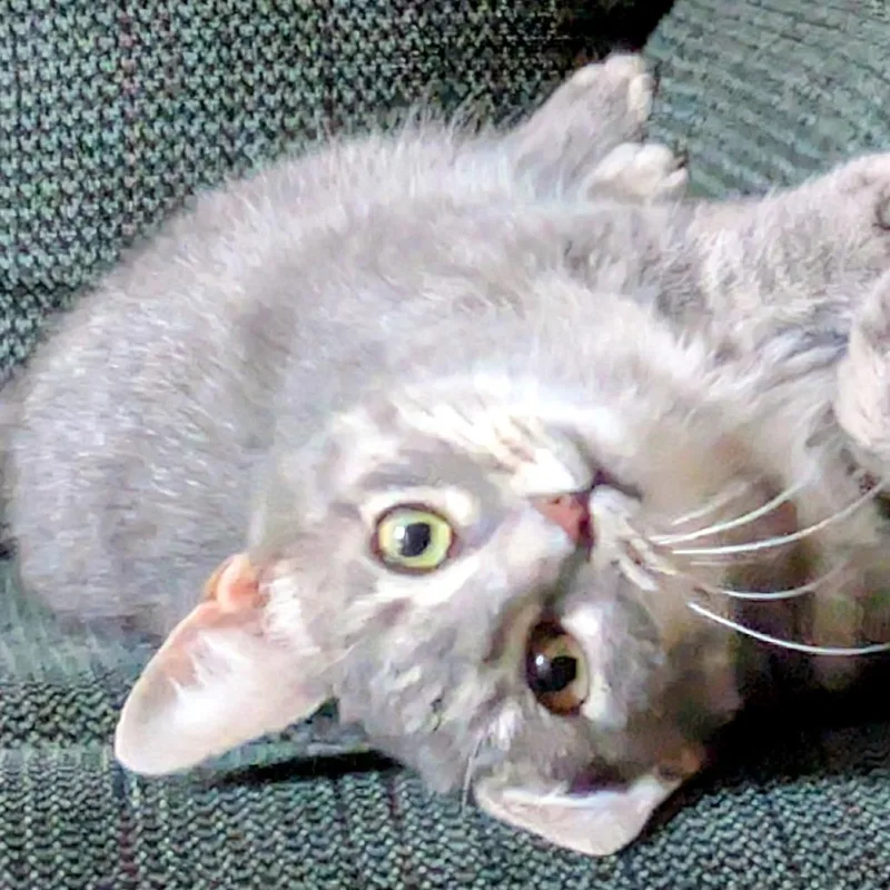 Nessa Rose thumbnail 4