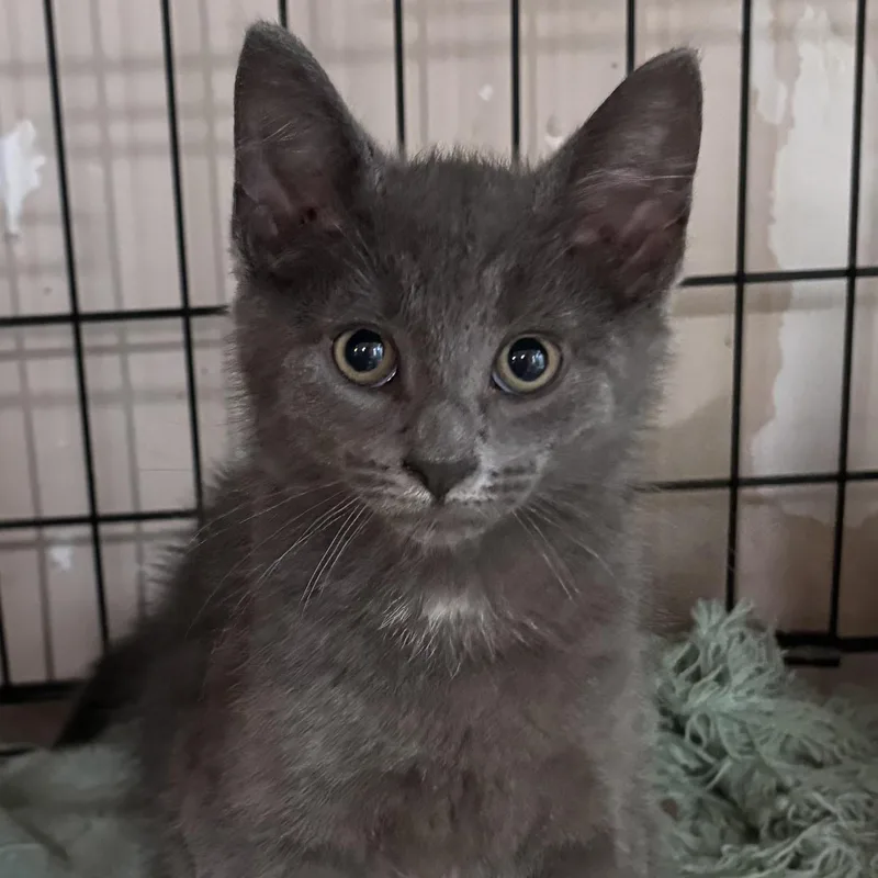 A baby medium-sized female Gray / Blue / Silver Domestic Short Hair cat named Shea for adoption in Schnecksville, PA