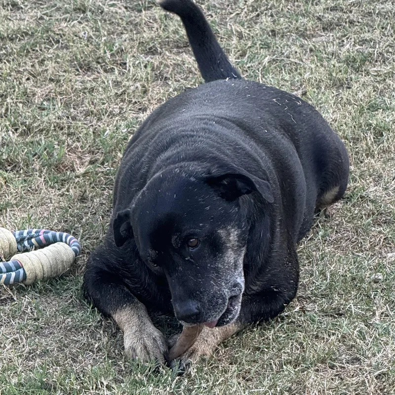 An adult medium-sized male Rottweiler dog named Lucky for adoption in Mission, TX