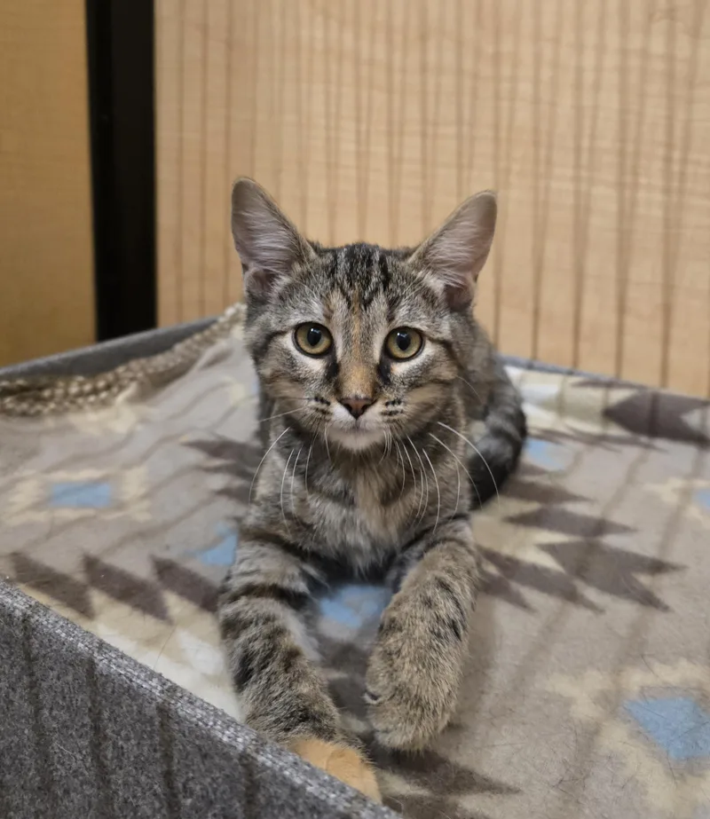 A baby medium-sized female Torbie Domestic Short Hair cat named Bubbles for adoption in Warr Acres, OK