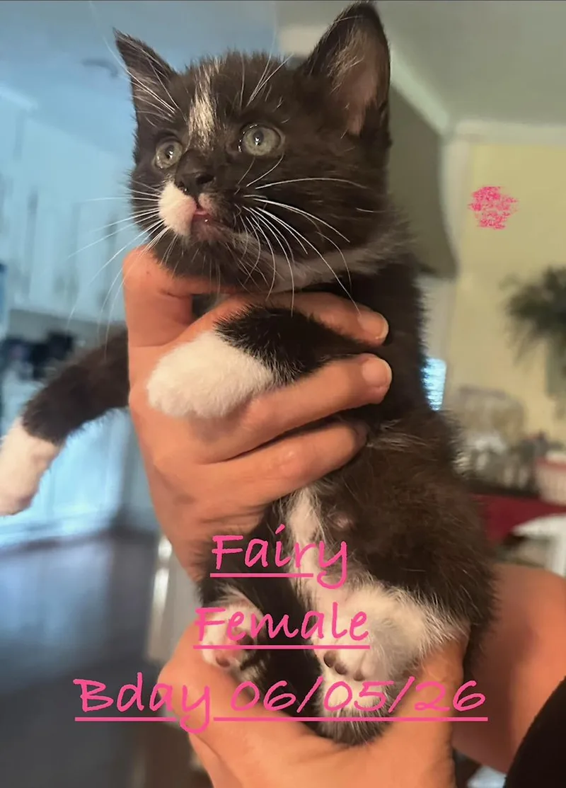 A baby small-sized female Black & White / Tuxedo Domestic Short Hair cat named Fairy for adoption in Johnson City, TN