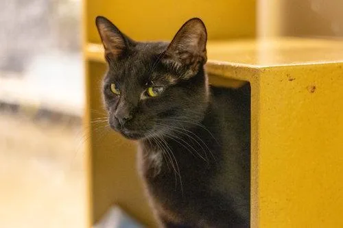 A young medium-sized male Black Domestic Short Hair cat named Little Red for adoption in Cary, NC