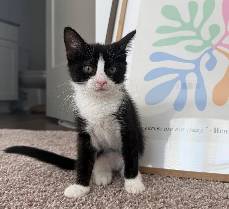 A baby medium-sized male Black & White / Tuxedo Domestic Short Hair cat named Bongo for adoption in Candler, NC