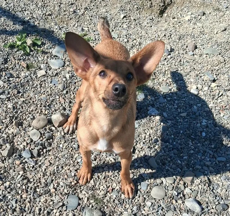 An adult small-sized male Miniature Pinscher dog named Ringo for adoption in Gorham, ME