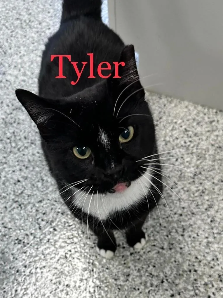 An adult large-sized male Domestic Short Hair cat named TYLER Cat for adoption in New Bern, NC