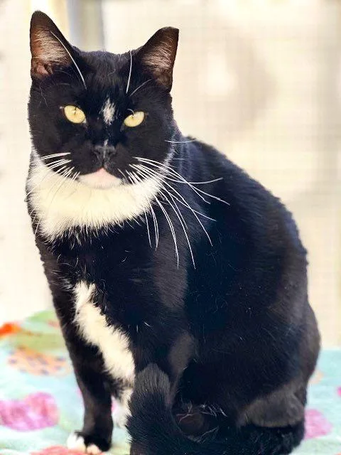 TYLER Cat thumbnail 2