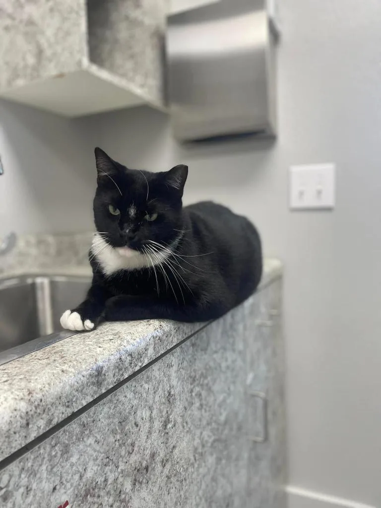 TYLER Cat thumbnail 4