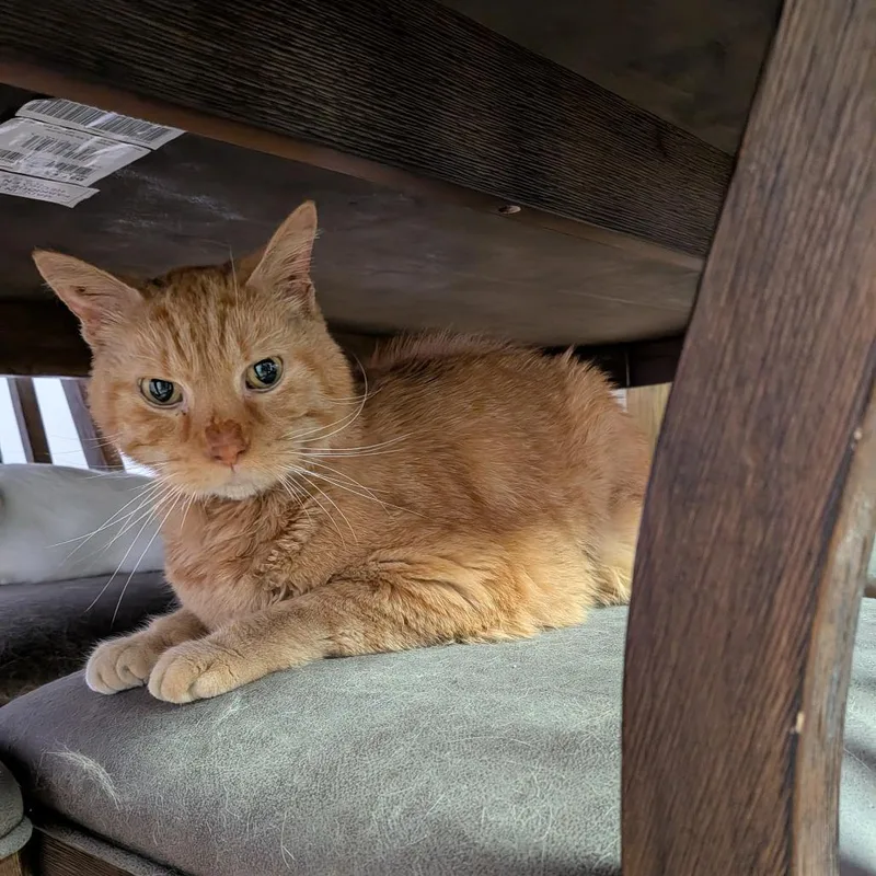 A baby large-sized male Orange / Red Domestic Short Hair cat named Garfield for adoption in Springfield, IL