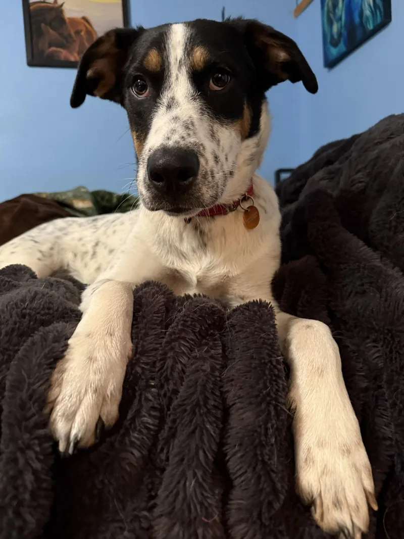 A young medium-sized female Australian Cattle Dog / Blue Heeler dog named Teagan for adoption in North Prairie, WI