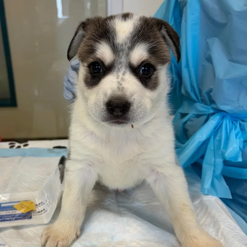 A baby small-sized male White / Cream Australian Shepherd dog named Beethoven for adoption in Nashville, TN