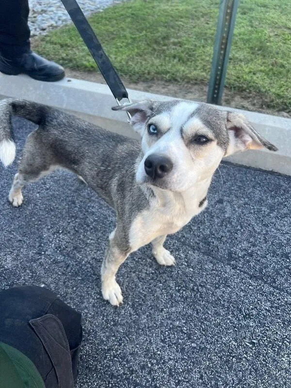 A young medium-sized male Gray / Blue / Silver Husky dog named Sig for adoption in Georgetown, OH